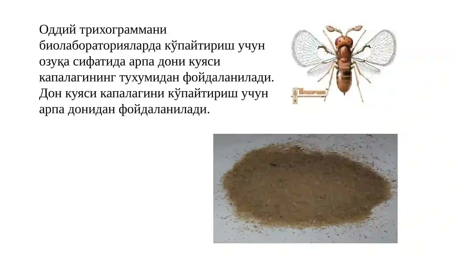 Бракон кўпайтириш технологияси 2
