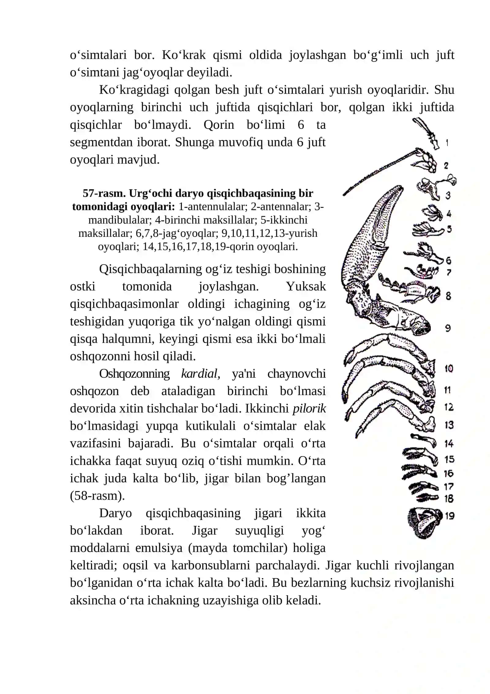 Dаryo qisqichbаqаsi-Astacus astacus 2