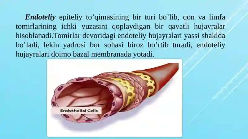 Qon tomir endoteliyasining tuzilishi va funksiyalari 2