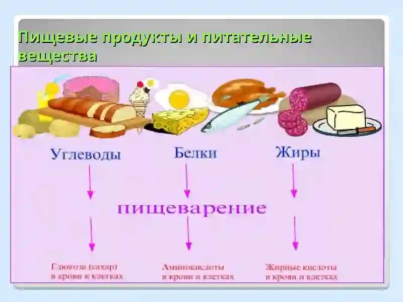 Строение и функции пищеварительной системы 2