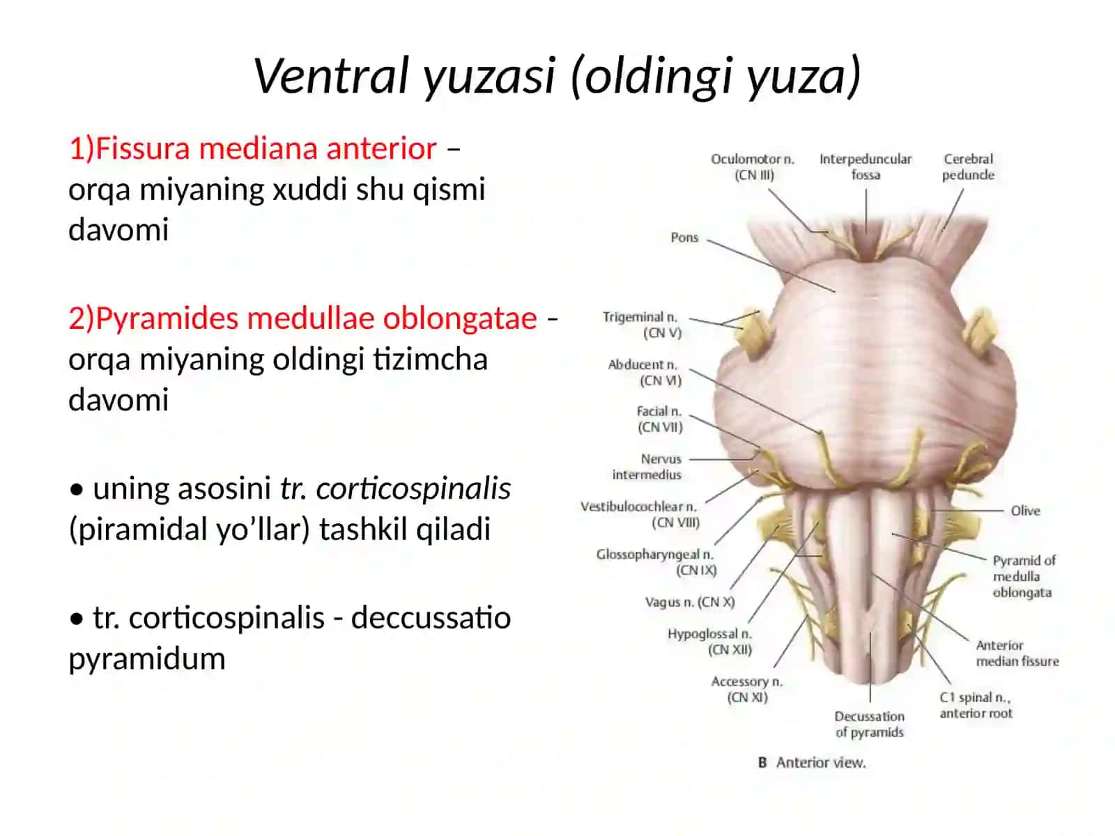 Uzunchoqmiya 2