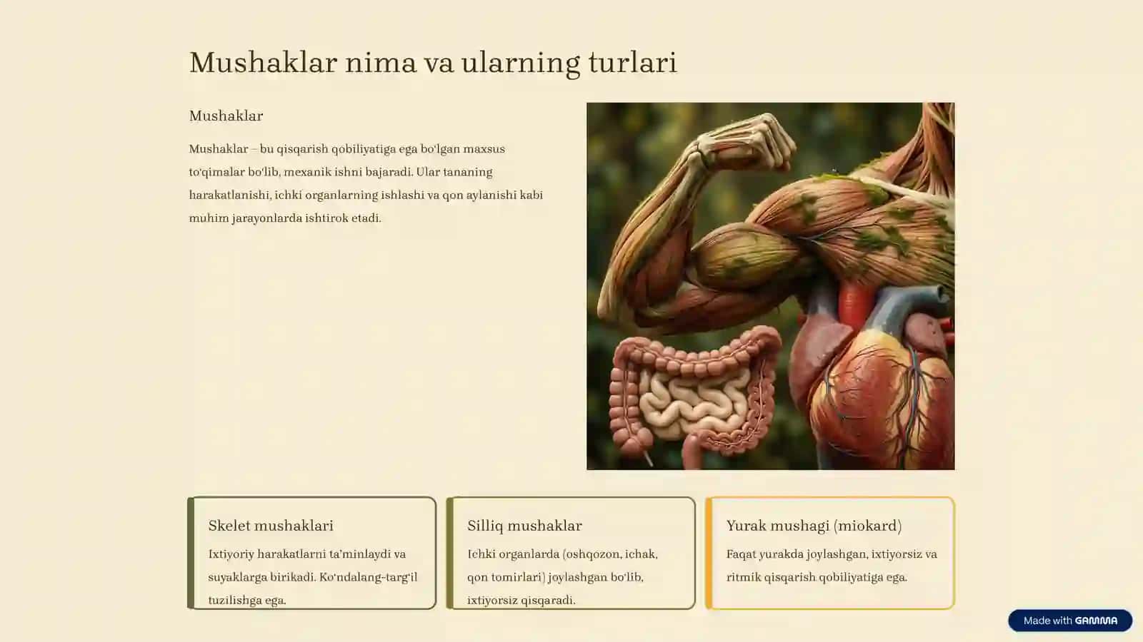 Mushaklar toʻgʻrisida umumiy maʼlumotlar va fiziologiyasi 2