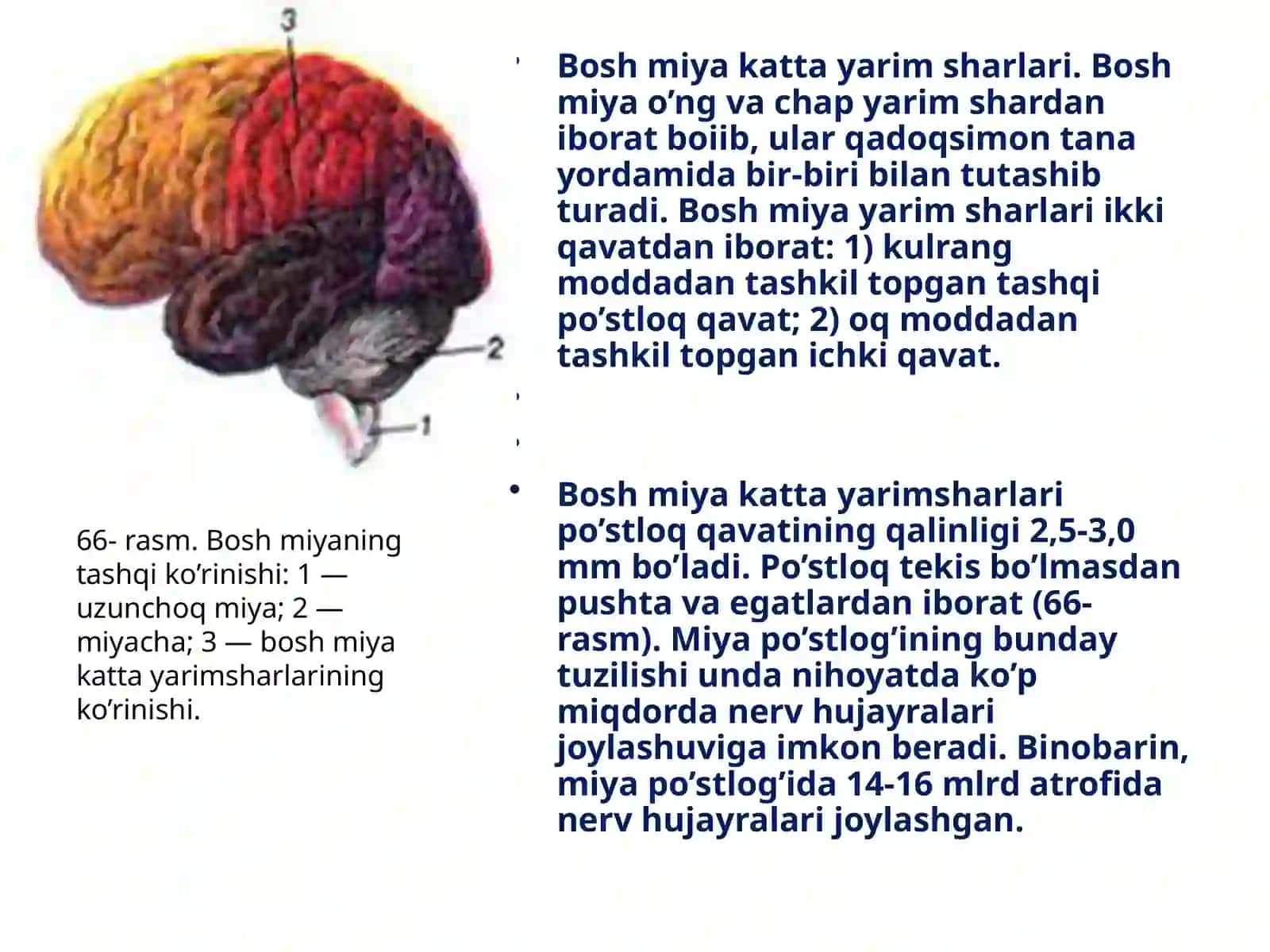 Bosh miya tuzilishi va funktsiyasi 2