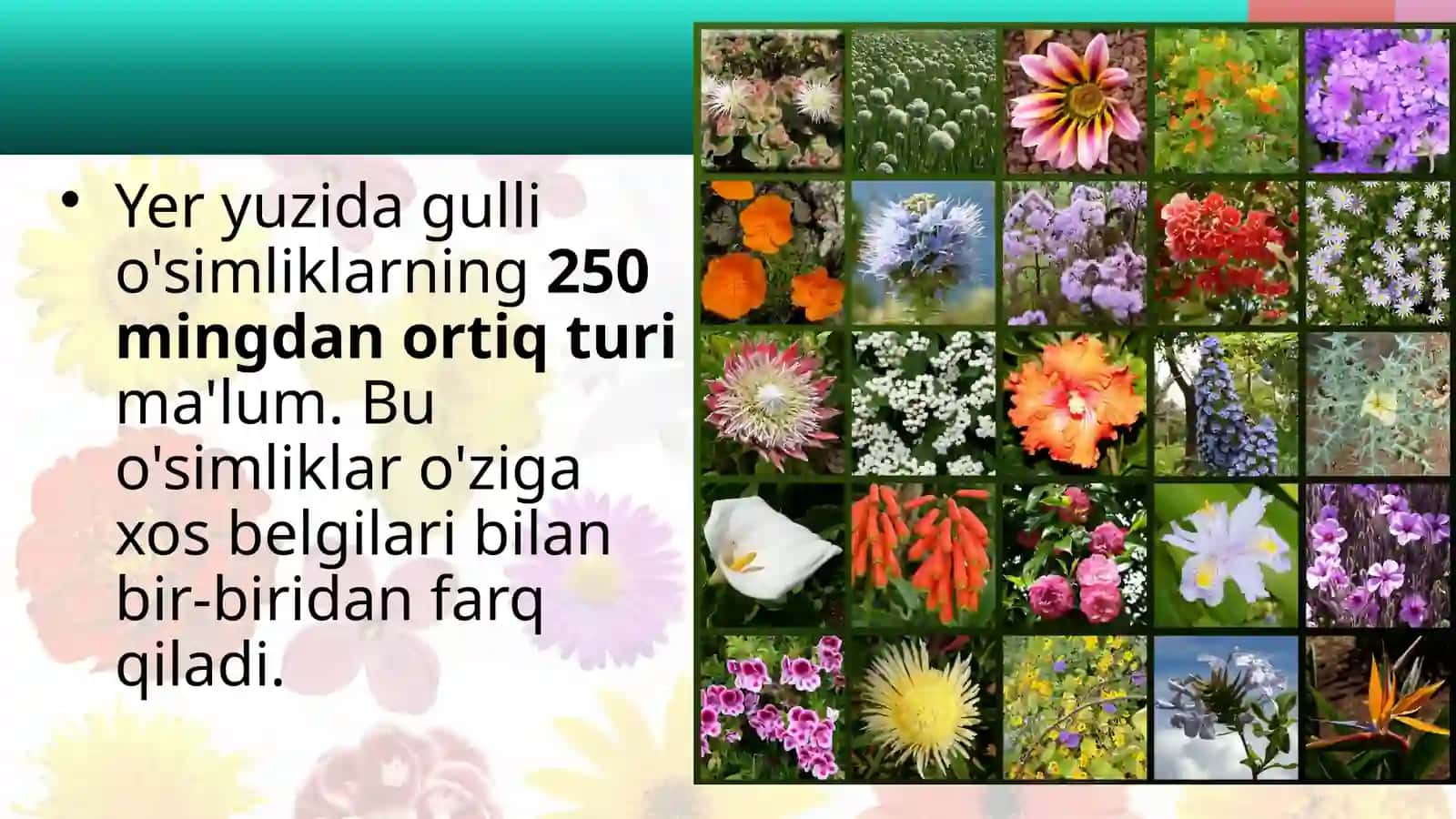 GULLI O'SIMLIKLAR BILAN UMUMIY TANISHISH 2