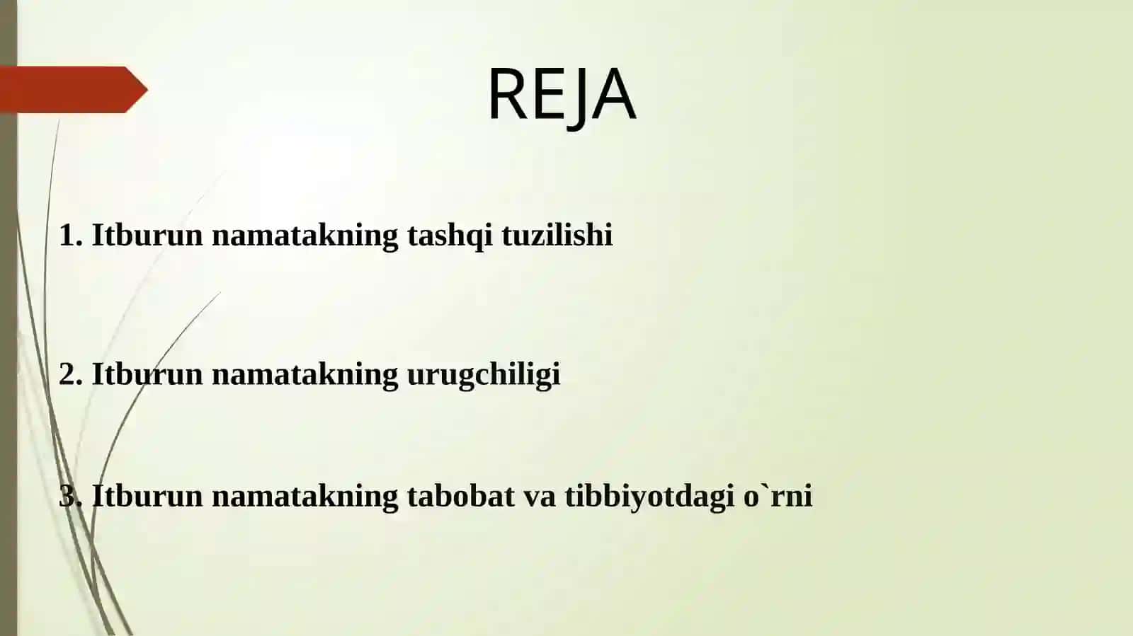 Itburunnamata ko`simligining urg`chiligi 2