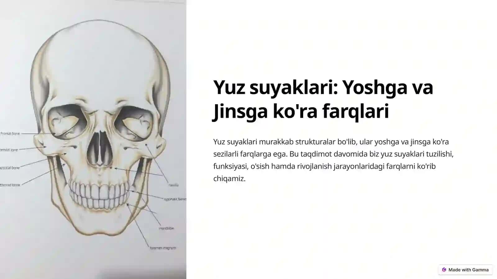 Yuz suyaklari: Yoshga va Jinsga ko'ra farqlari 2