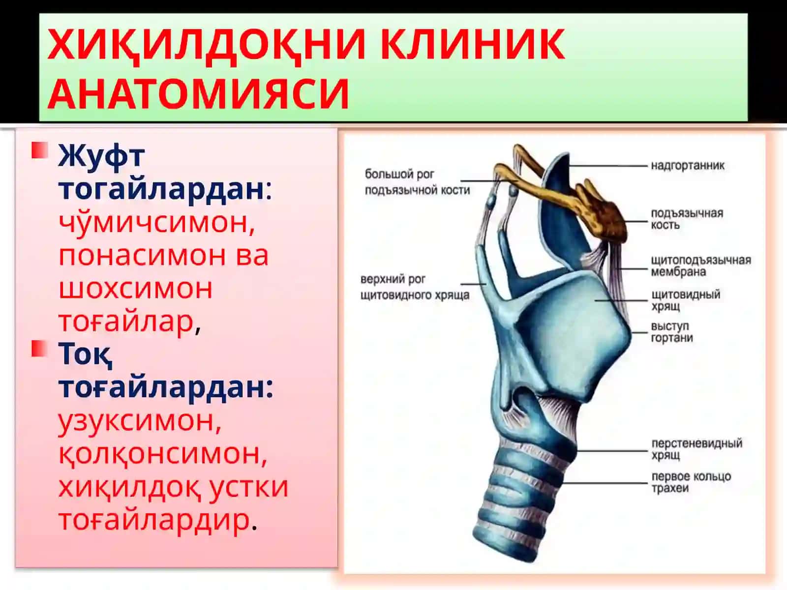 ХИҚИЛДОҚНИКЛИНИК АНАТОМИЯСИ.ХИҚИЛДОҚНИЎТКИР ВА СУРУНКАЛИ КАСАЛЛИКЛАРИ 2