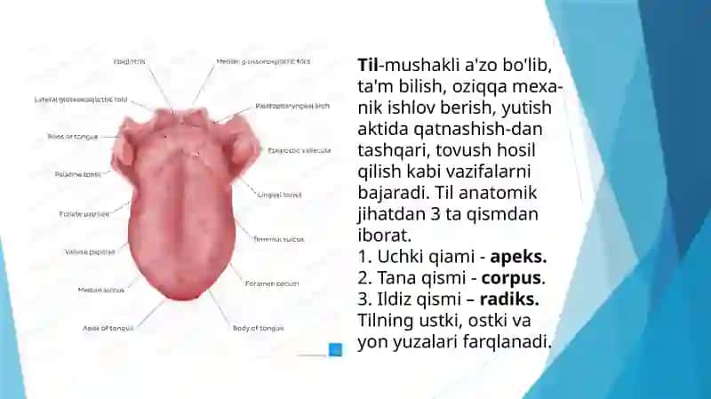 Ta’m bilish a’zosinng morfo-funksional tavsifi 2