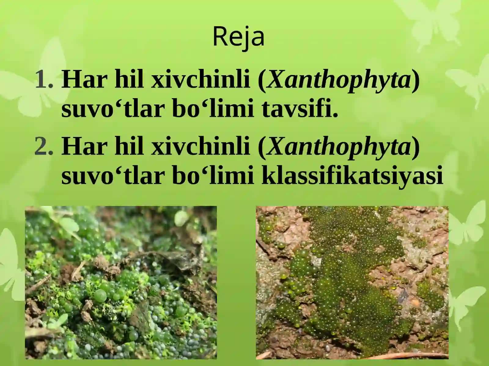 Harhilxivchinli (Xanthophyta) suvo‘tlar bo‘limi 2