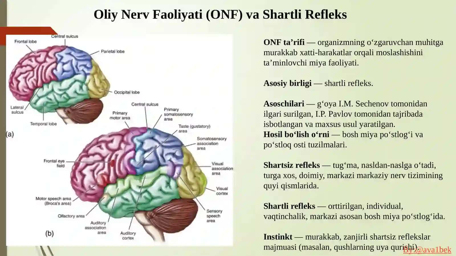 Nerv tizimi oliy bo'limlarining vazifalari. Shartli reflekslar. Oliy nerv fiziologiyasi 2