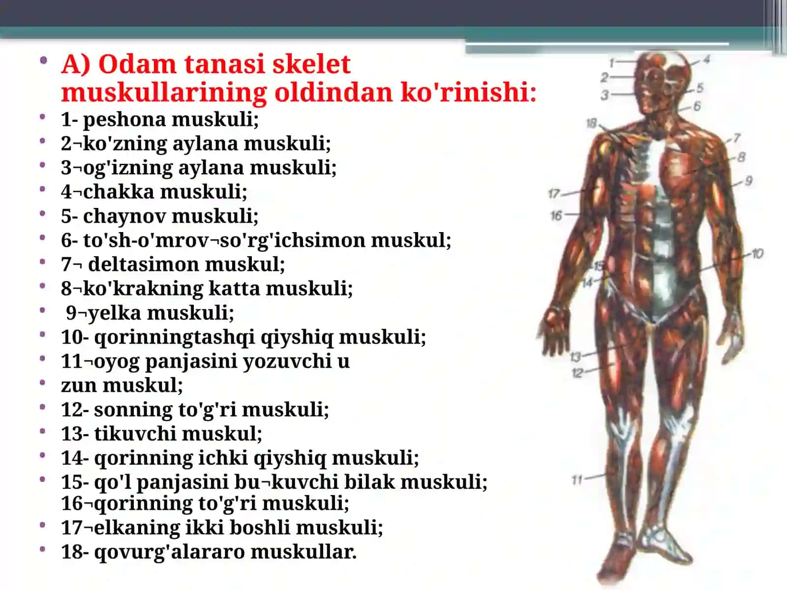 Tana muskullari 2