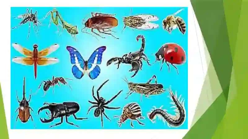 Hasharotlarning morfologiyasi, anatomiyasi va fiziologiyasi 2
