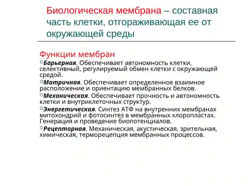 Биологические мембраны. Транспорт веществ 2