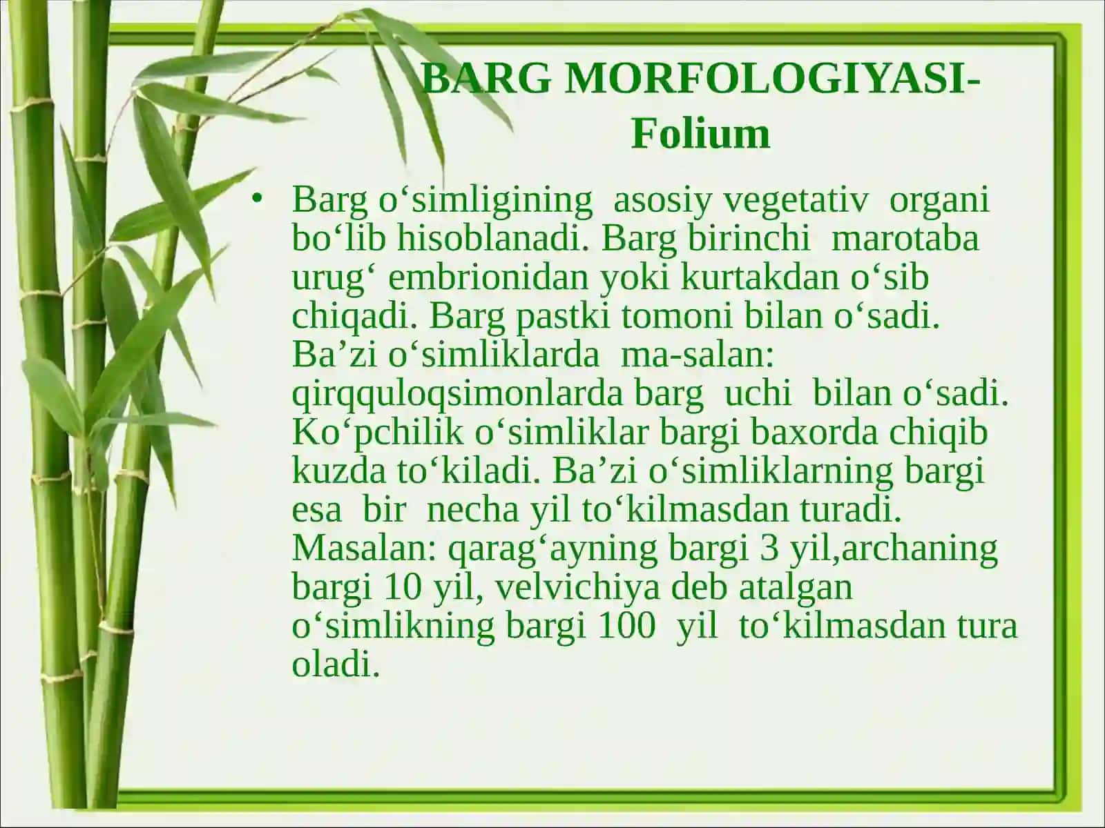 Barg MORFOLOGIYASI-Folium 2