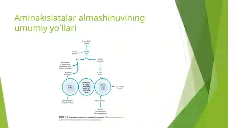 AMINOKISLATALAR ALMASHINUVI 2