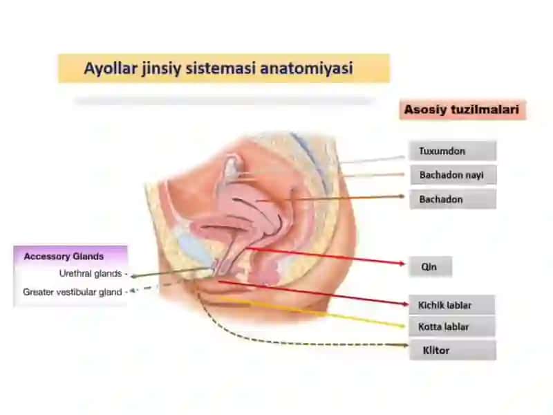 Urug'lanish. Menstrual sikl 2