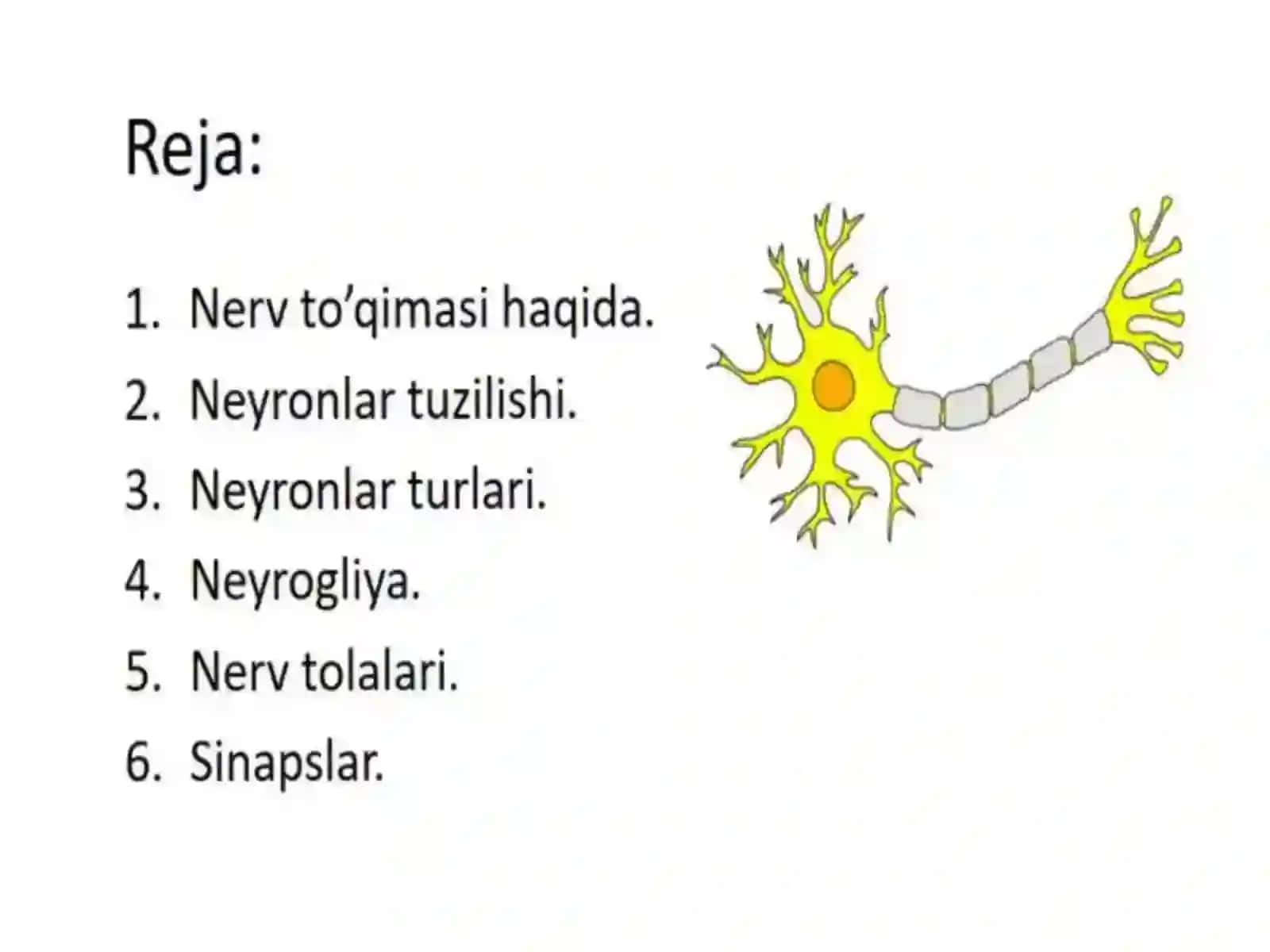 Nerv oxirlari, ularning turlari, gistalogik tuzilishi.Immunjarayonlariningmorfologikasoslari. 2