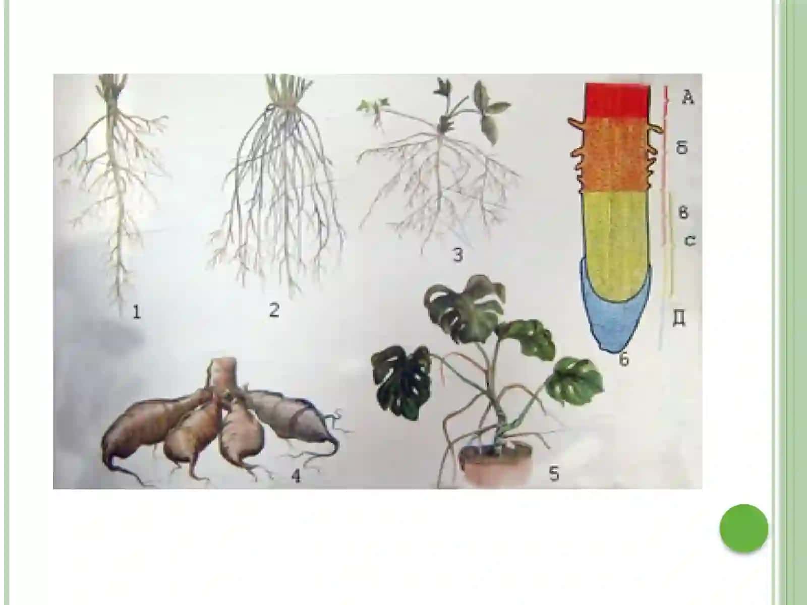 Klaster texnologiyasida ildizning anatomik tuzilishi 2