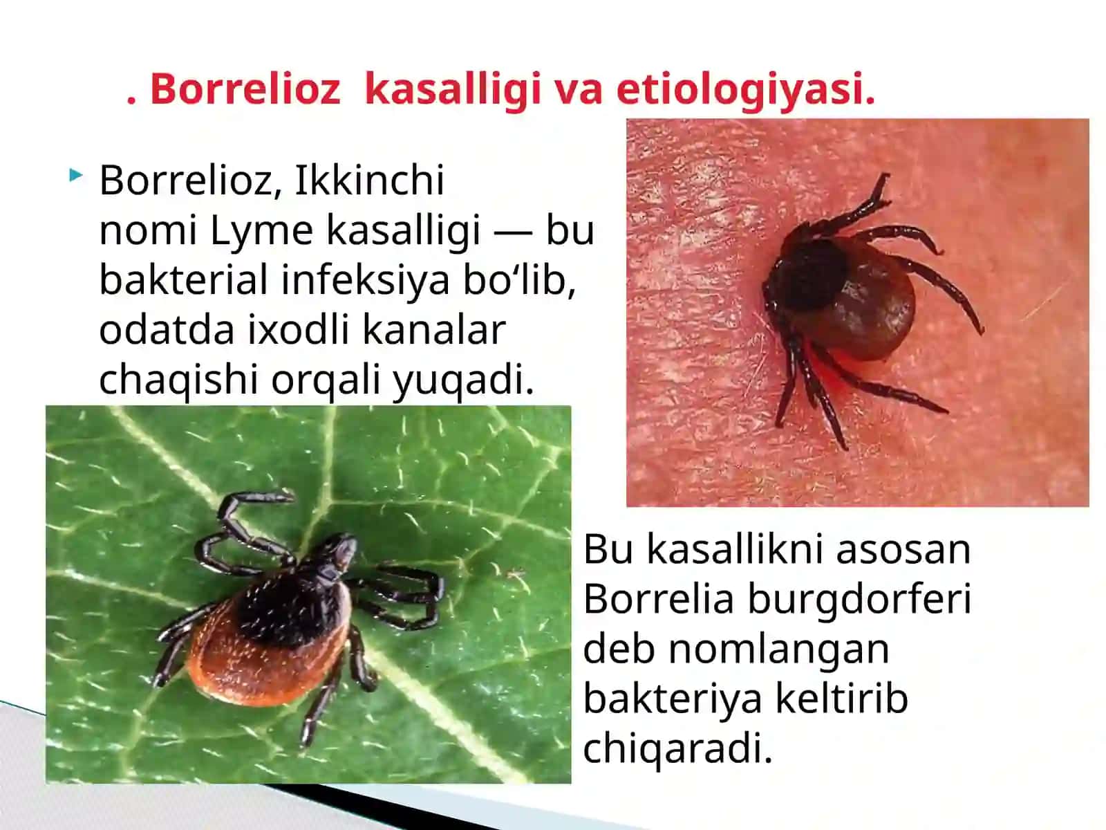 BORRELIOZ. ETIOLOGIYASI, EPIDEMALOGIYASI,PATOGENEZI, KLINIKASI,LABORATOR DIAGNOSTIKASI,DAVOLASH VA PROFILAKTIK CHORA TADBIRLAR 2