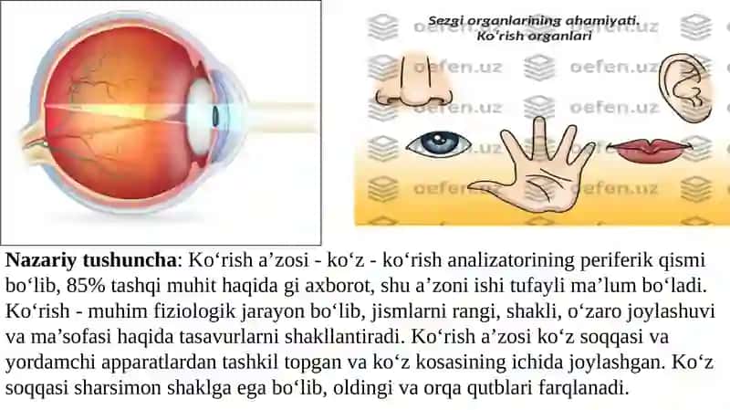 Ko‘z. Ko‘zning tuzilishi, ko‘z pardalari, g‘ovaklari, kamalak  parda, oldingi va keyingi kameralari, shishasimon tana. 2