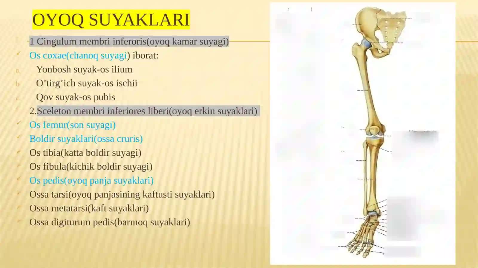 OYOQSUYAKLARI(chanoq) 2