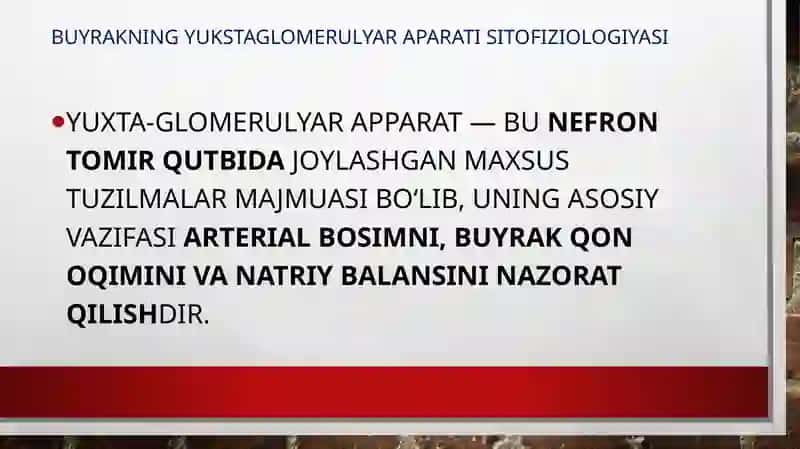 Buyrakning yukstaglomerulyar aparati sitofiziologiyasi. Nefronning gitofizialogiyasi. Buyraklar tuzilishi regenerator imkoniyatlarining yoshga doir xususiyatlari 2