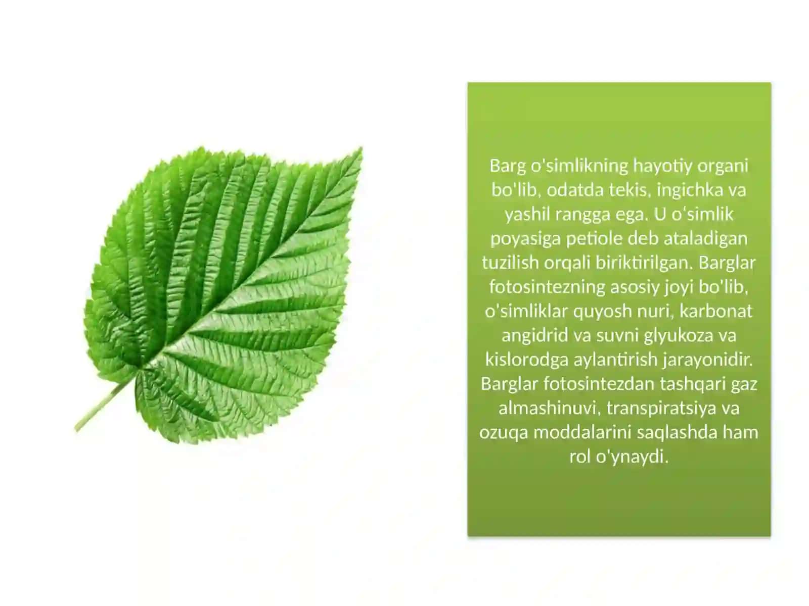 Barglarning morfologik va anatomik tuzulishi 2