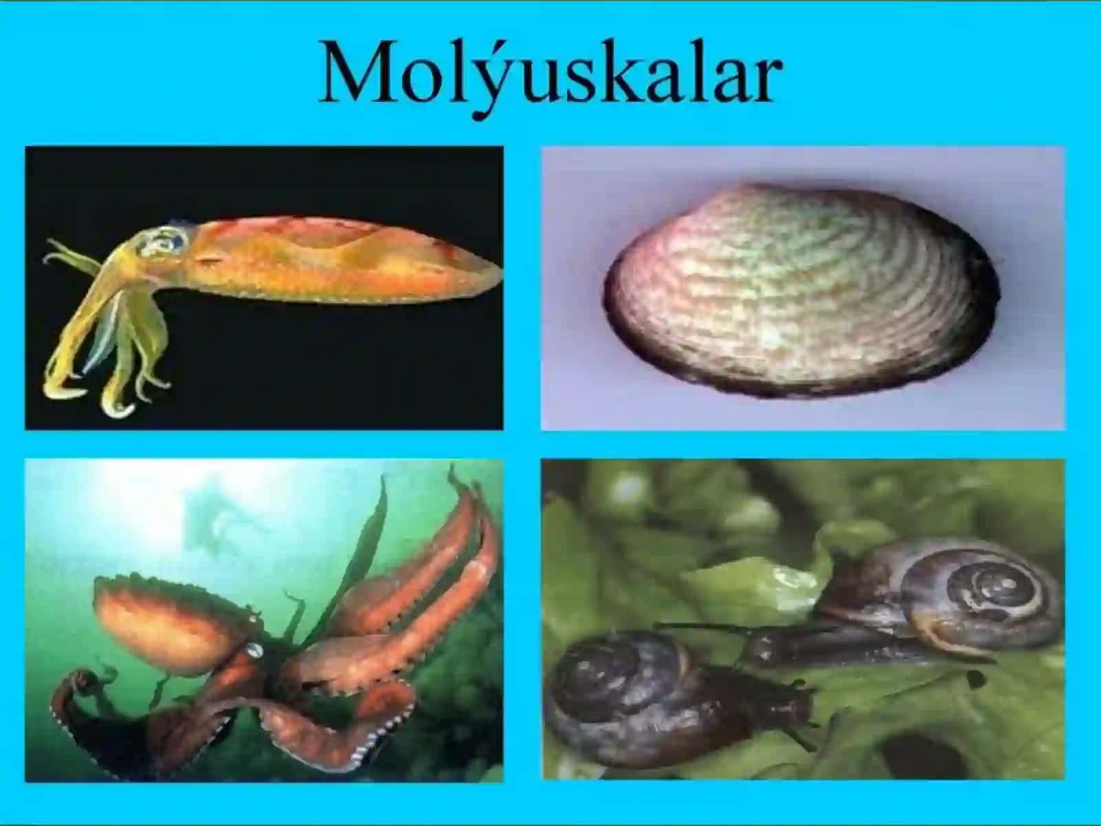 Molluskalar tipi haqida umumiy maʼlumot 2