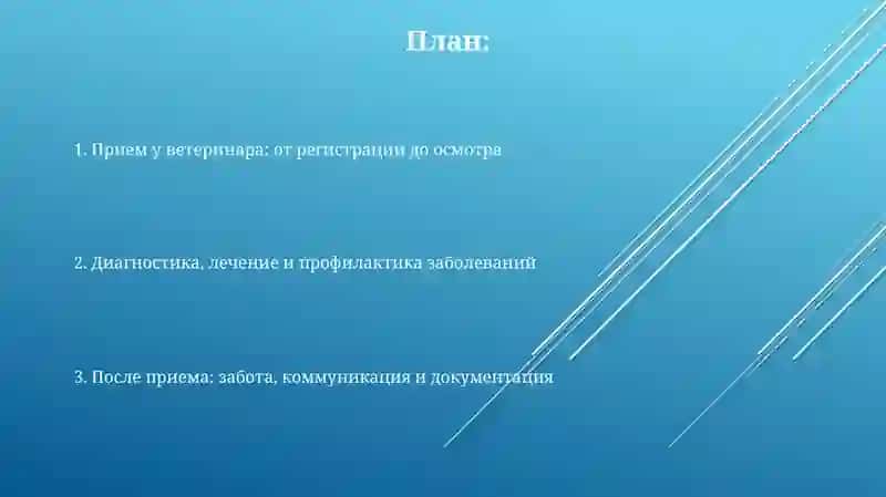 Прием у ветеринара: от регистрации до осмотра 2