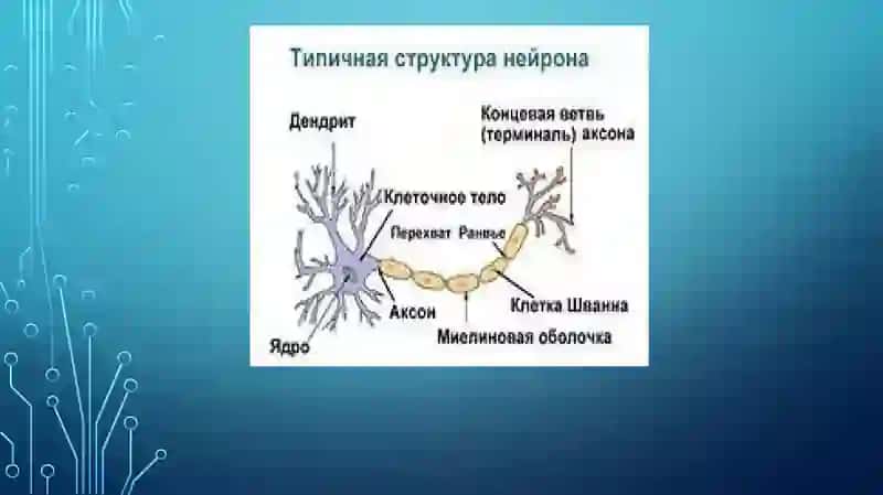 Нерв тизими ҳақида умумий маълумотлар. Марказий нерв тизимининг онтогенези. Орқа мия анатомияси. Орқа миянинг ўровчи пардалари. Орқа миянинг ёшга хос хусусиятлари. 2