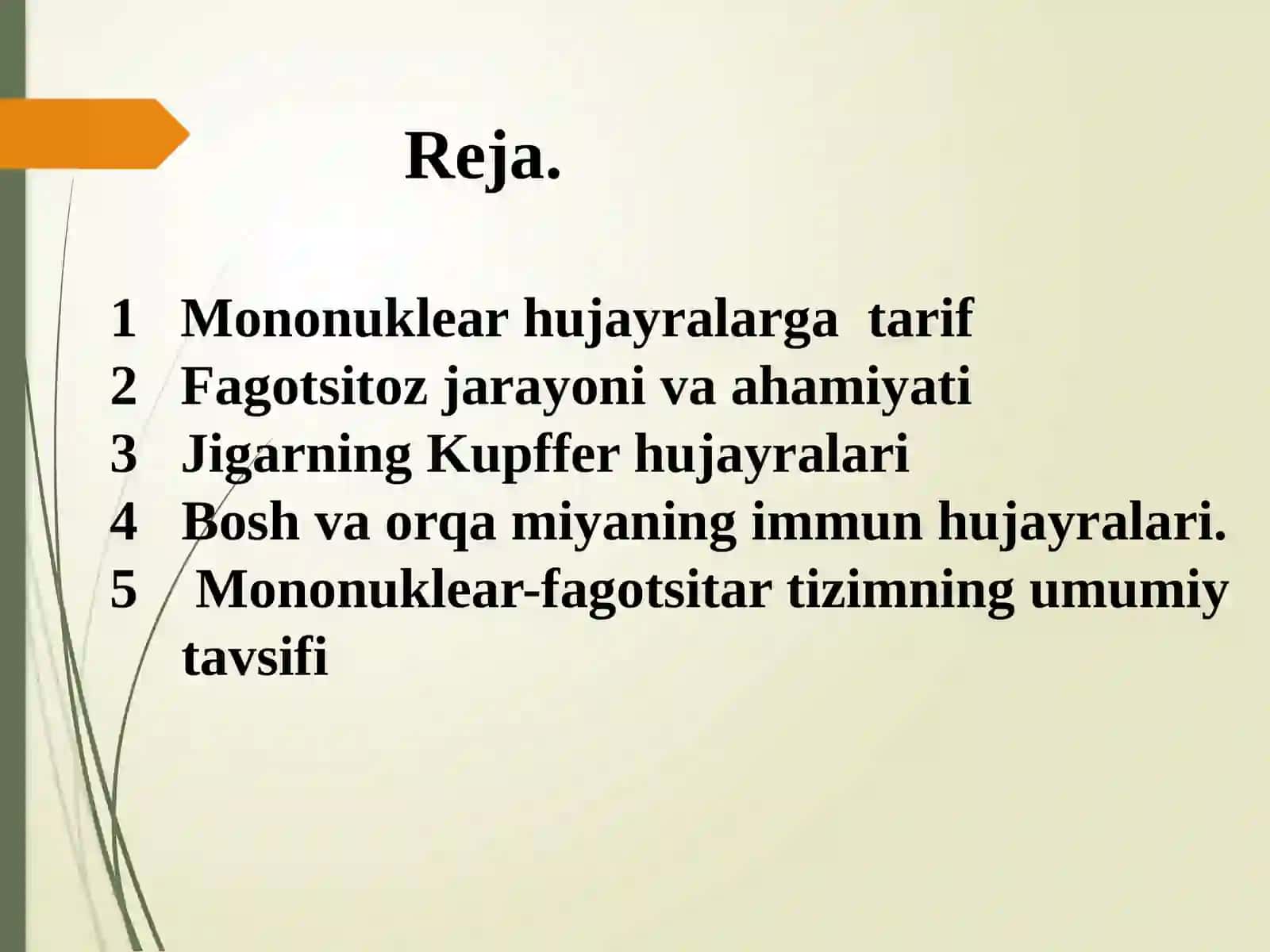 MONONUKLEAR -Fagotysitar tizim funksiyalari va ahamiyati 2