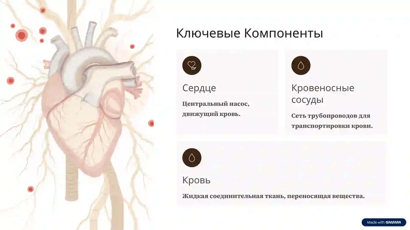 Система кровообращения: Обзор 2