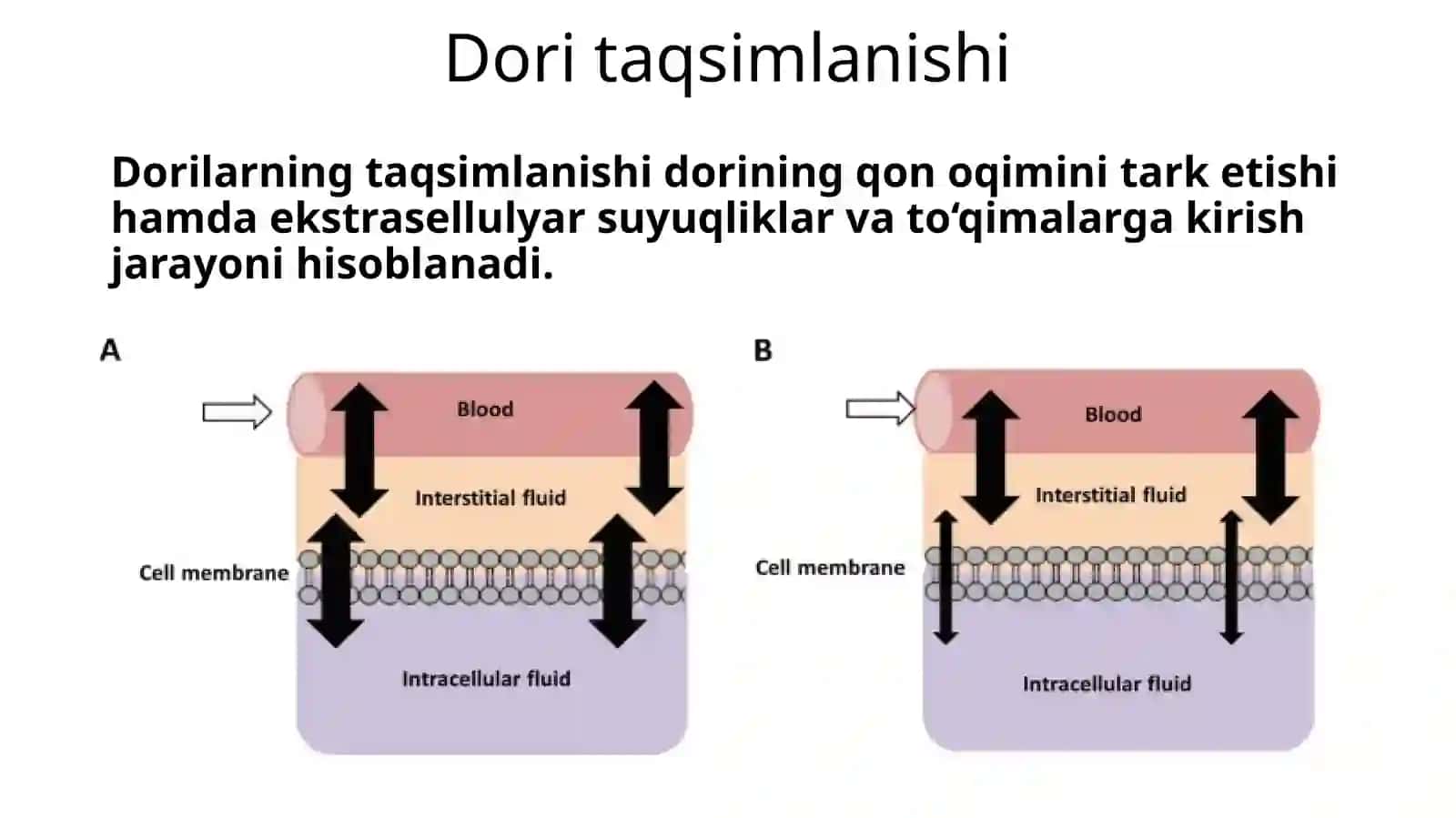 Doritaqsimlanishi.Dorilarmetabolizmi. Dorieliminatsiyasivata’siriningterminatsiyasi 2