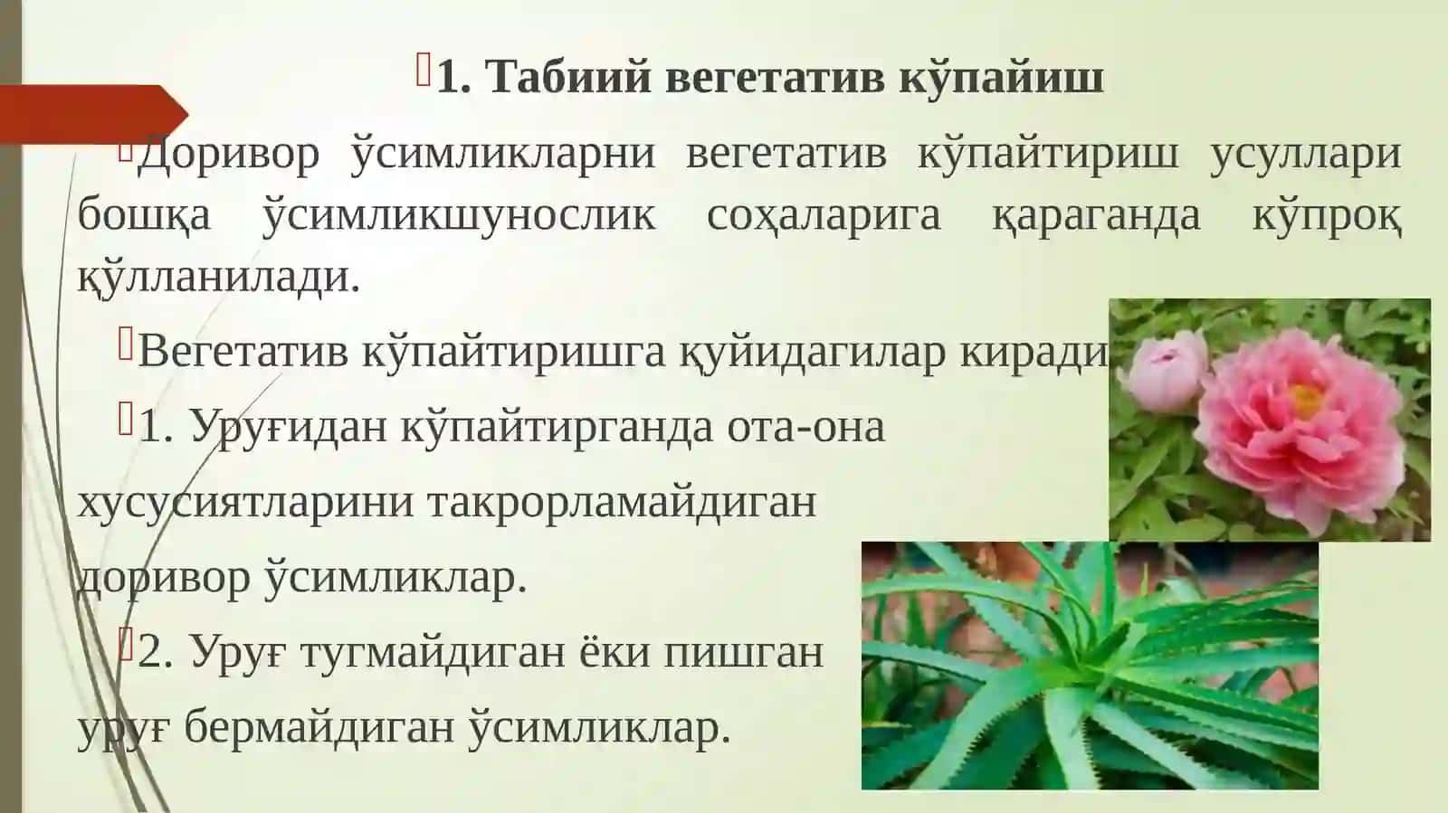 Табиий вегетатив кўпайиш 2