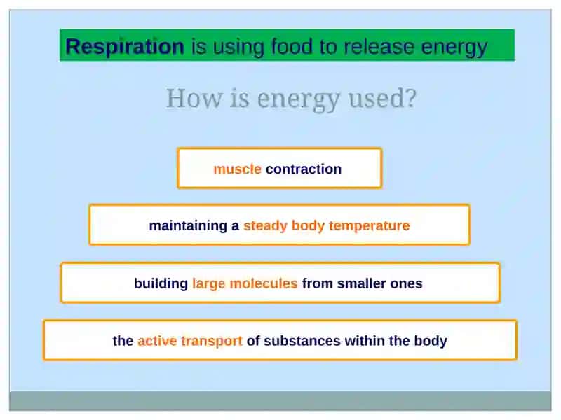 Respiration 2