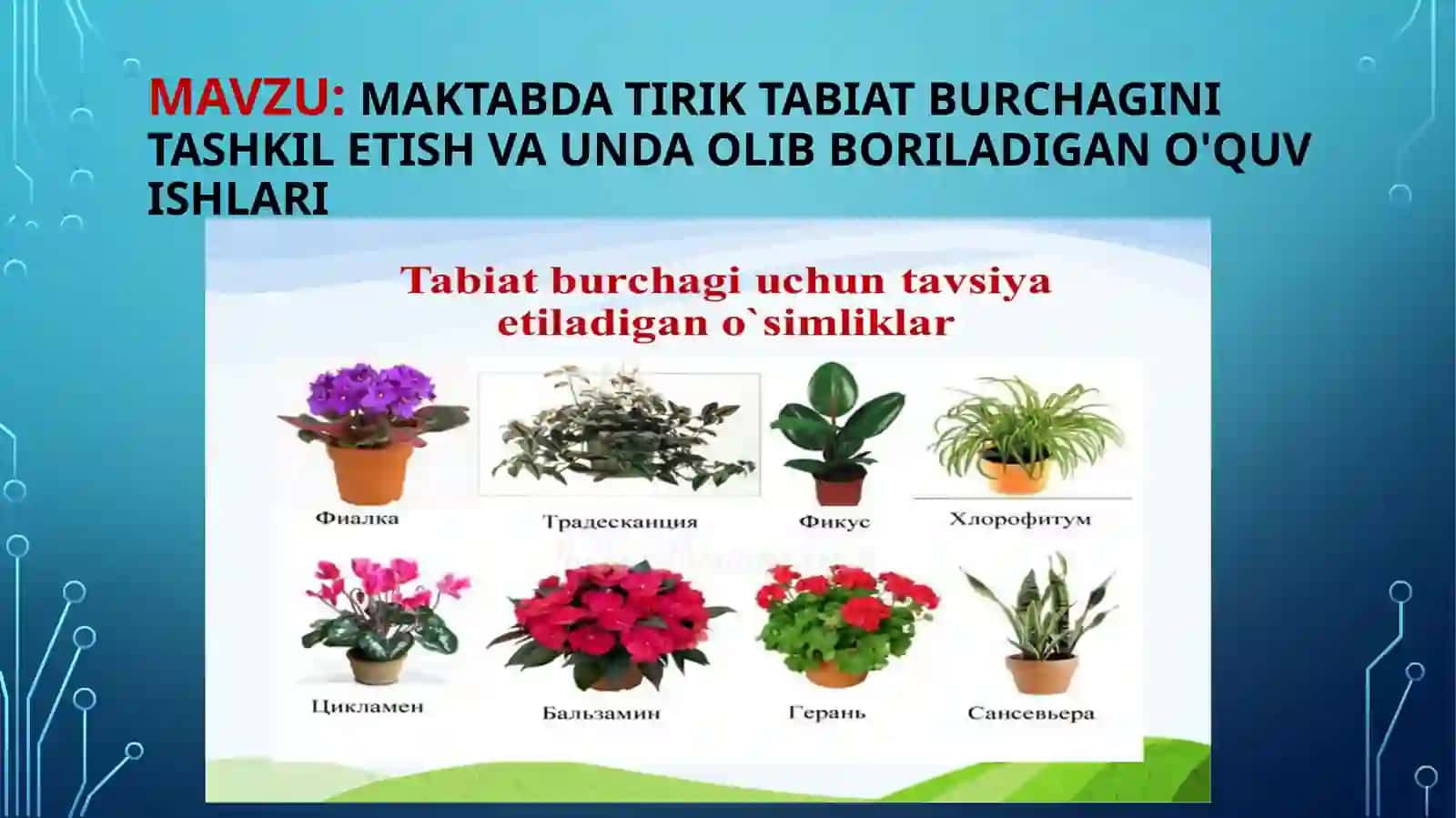 Maktabda tirik tabiat burchagini tashkil etish va unda olib boriladigan o'quv ishlari 2