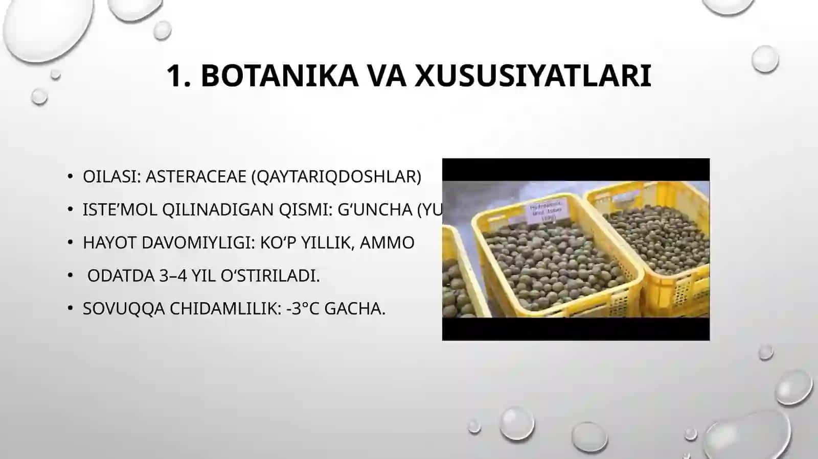 Artishok yetishtirish 2