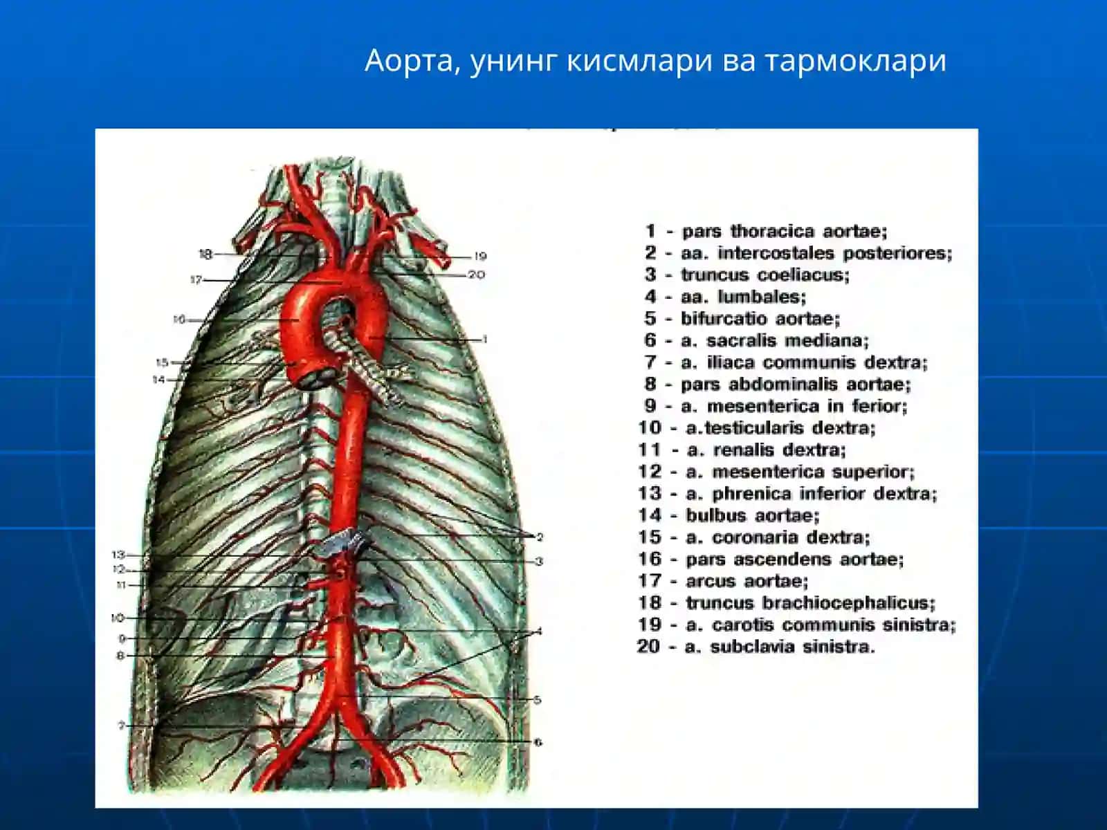 КУКРАК ВА КОРИН АОРТАСИ.ИЧКИ АЪЗОЛАРИНИНГ ВА ОРКА МИЯНИНГ КОН БИЛАН ТАЪМИНЛАНИШИ 2