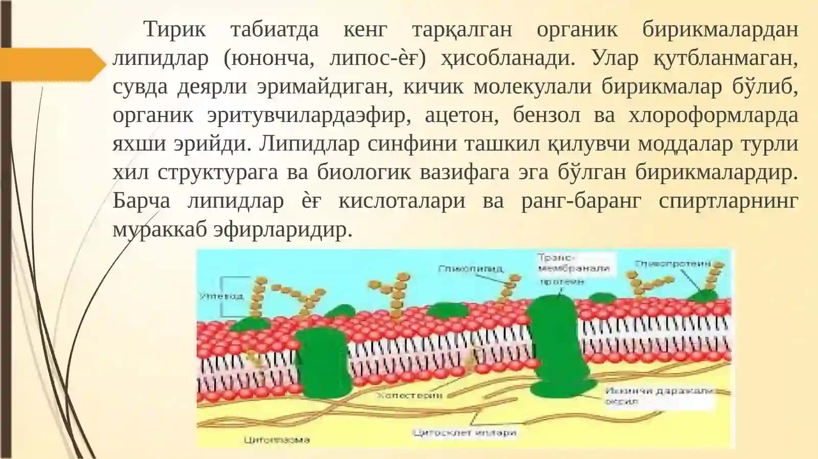 Липидлар ва уларнинг алмашинуви 2
