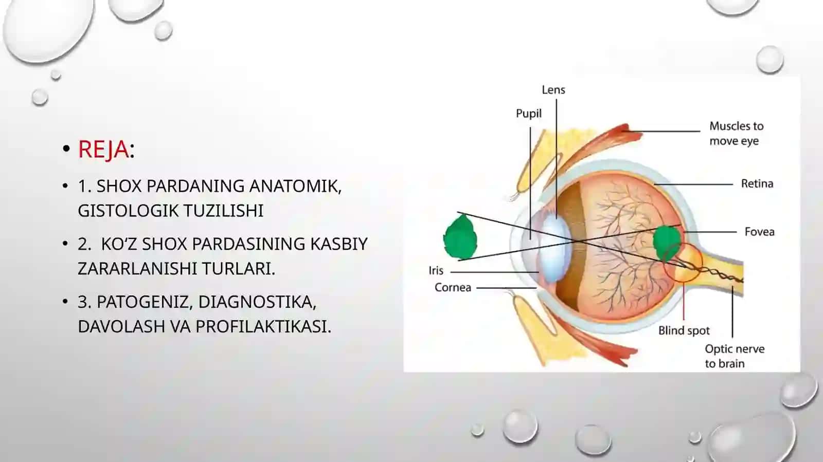 Shox pardaning kasbiy zararlanishi va uning profilaktikasi 2