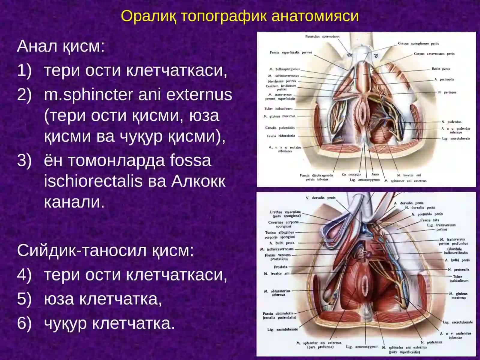 Оралиқ топографик анатомияси 2