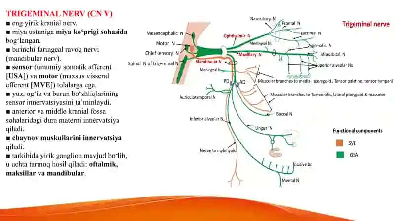Trigeminal sistema Тригеминал система 5 жуфт краниал нерв 2