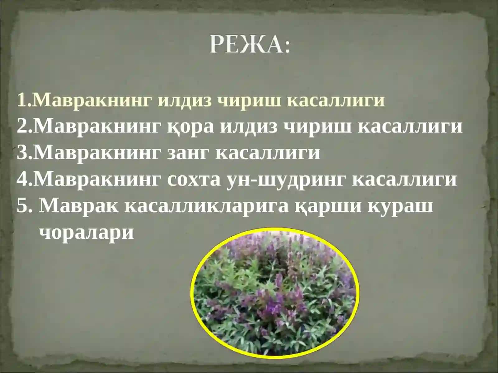 МАВРАК (ШАЛФЕЙ) КАСАЛЛИКЛАРИ ВА УЛАРГА ҚАРШИ КУРАШ ЧОРАЛАРИ 2