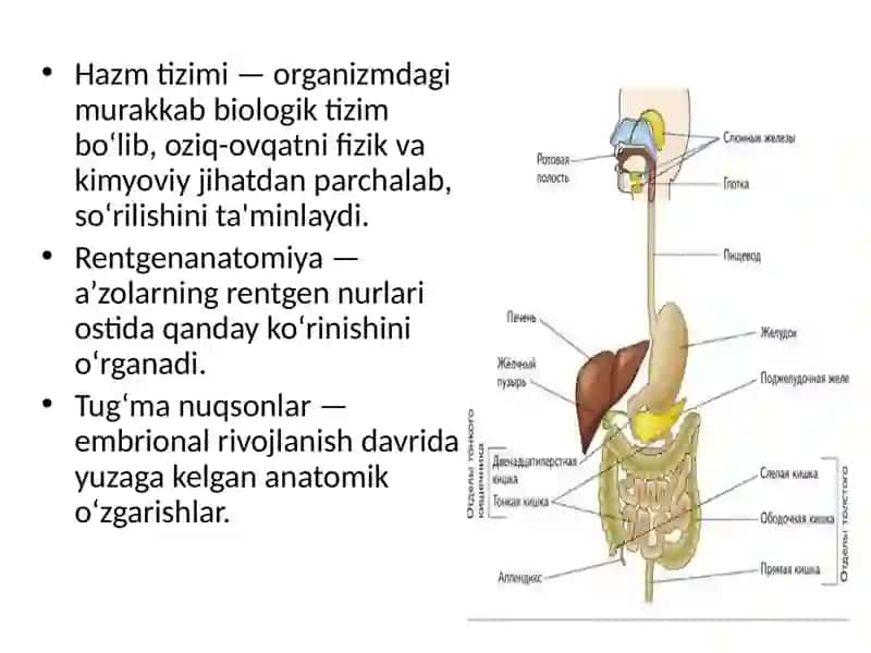 Hazm a’zolarining rentgenanatomiyasi va rivojlanish nuqsonlari 2