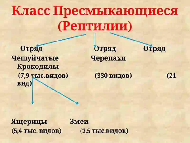 МОРФО БИОЛОГИЧЕСКАЯ ХАРАКТЕРИСТИКА РЕПТИЛИИ 2