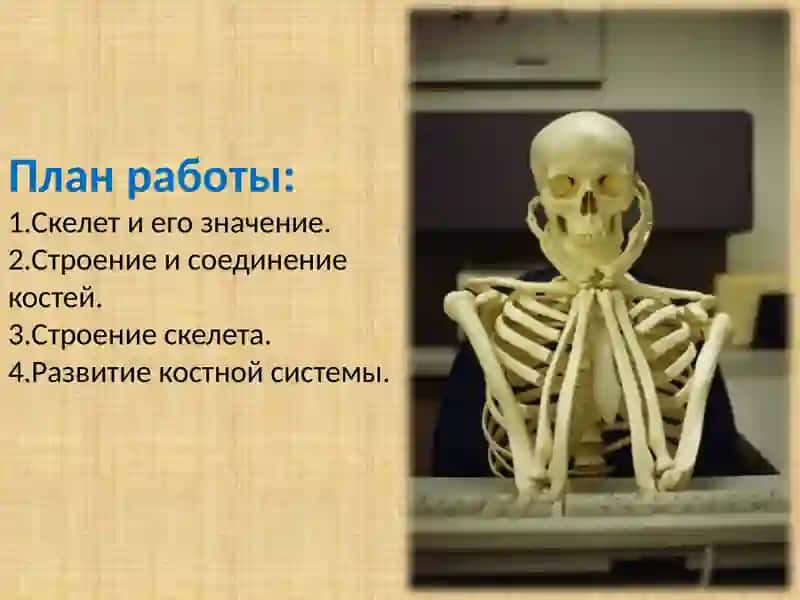 Опорно-двигательная система человека 2