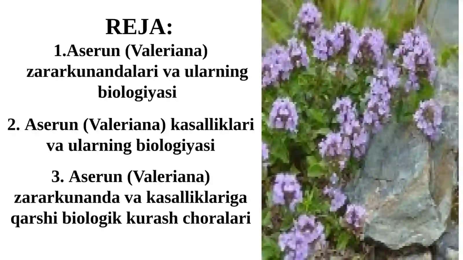 Aserun (Valeriana) Zararkunandalariga Qarshi Biologik Kurash Choralari 2