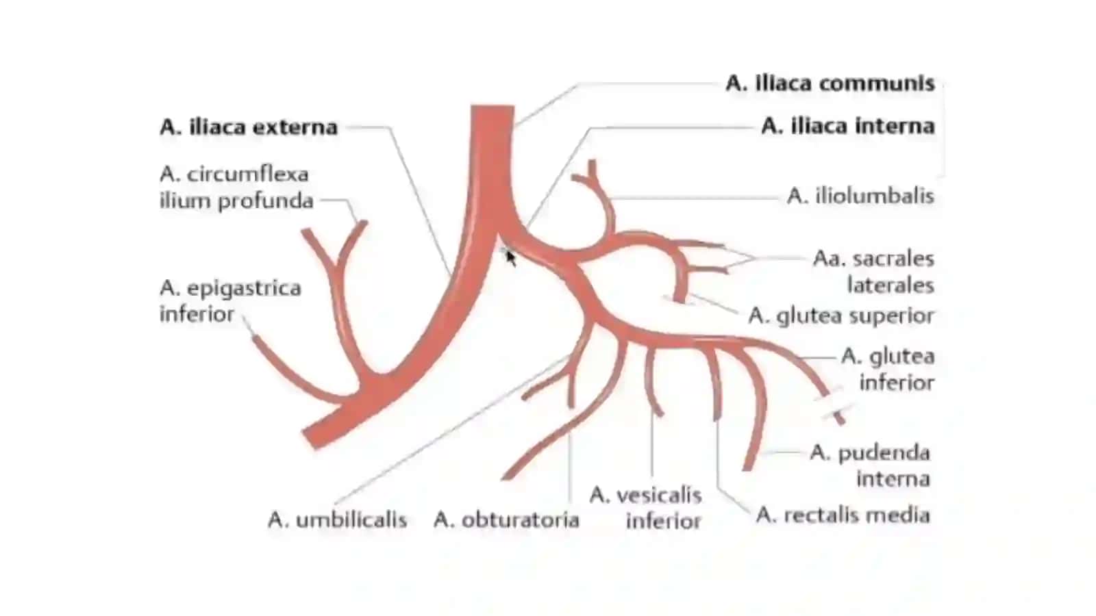 Ichki va Tashqi Yonbosh Arteriyalar 2