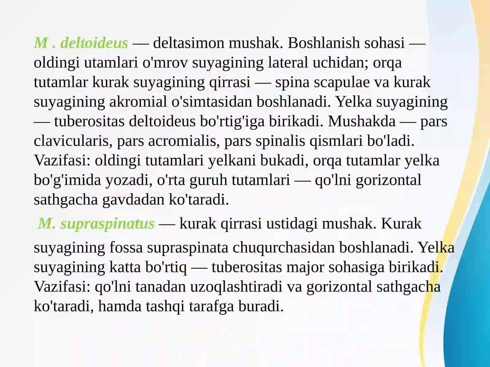 Qo`l mushaklari.Yelka kamari 2