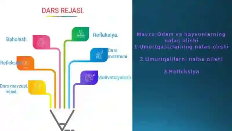 Odamvahayvonlarning nafas olishi 2